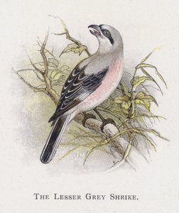 The Lesser Grey Shrike by Alexander Francis Lydon